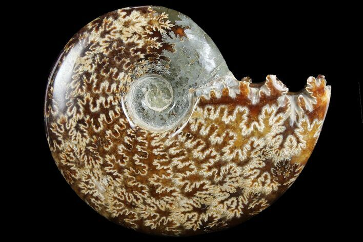 Polished, Agatized Ammonite (Cleoniceras) - Madagascar #97357